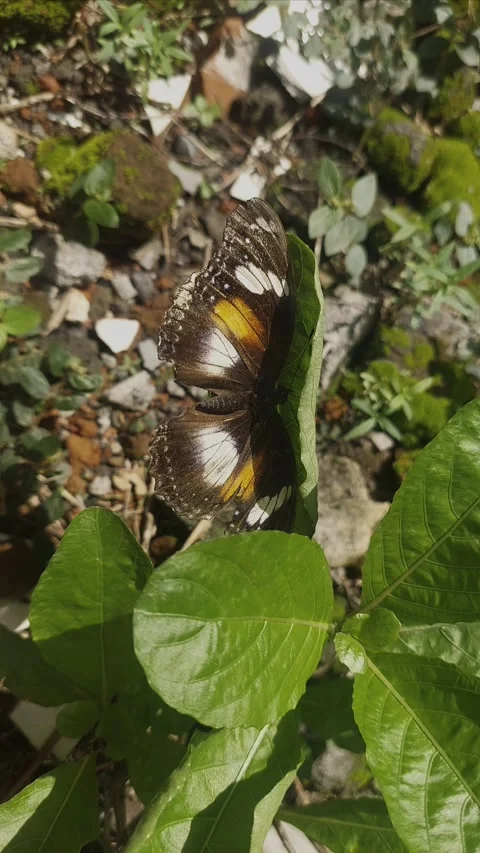 A Butterfly Opening Wings on Leaf Видео 295283249