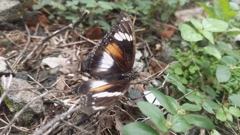 Butterfly Opening Wings on Soil Stock Footage 295282910