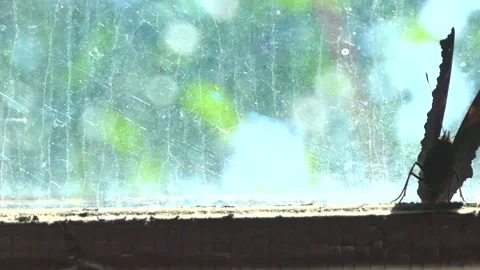 Butterfly opens and closes its wings on the window. the insect flutters its Stock Footage 153055804