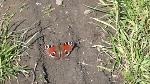 A butterfly opens and closes its wings in slow motion Stock Footage 310209729
