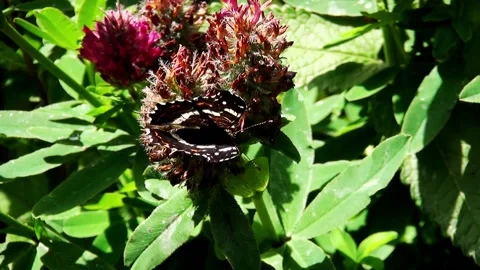 Butterfly opens and closes the wings  Stock Footage 150197193