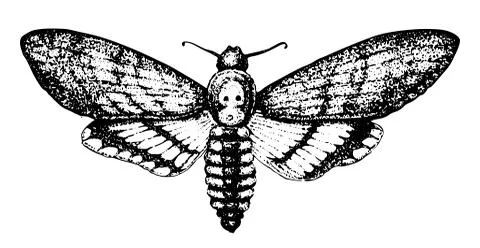 Butterfly or wild moth insect. Mystical entomological symbol of freedom Stock Illustration