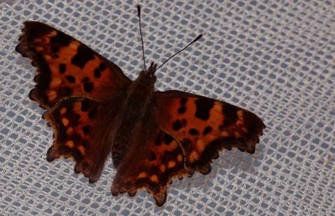 Butterfly with orange dots Stock Photos