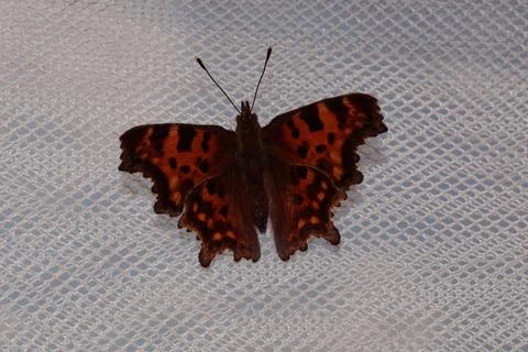 Butterfly with orange dots Stock Photos