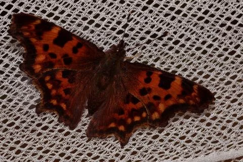 Butterfly with orange dots Stock Photos
