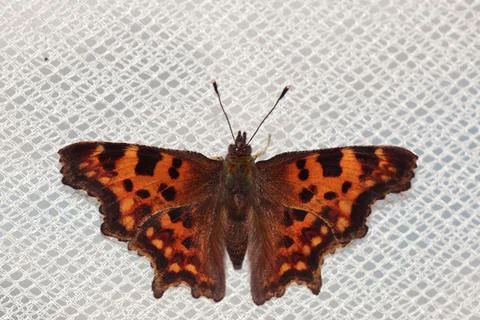 Butterfly with orange dots Stock Photos