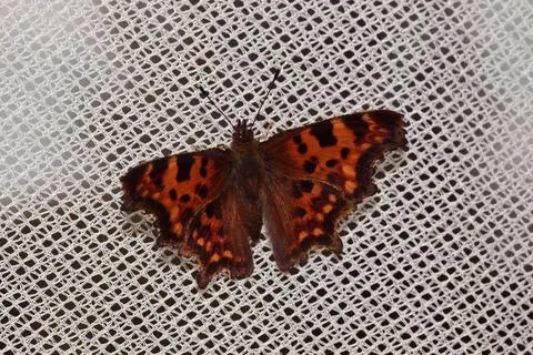 Butterfly with orange dots Stock Photos