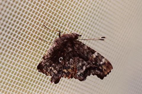Butterfly with orange dots Stock Photos