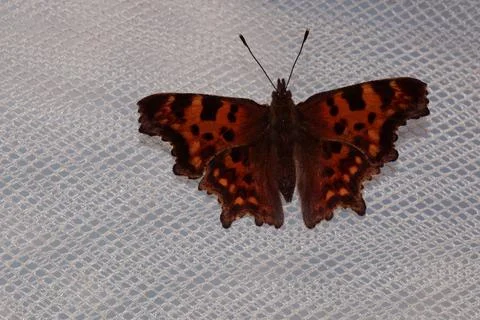 Butterfly with orange dots Stock Photos