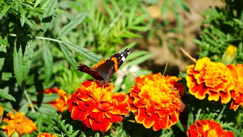 A butterfly on an orange flower eats nectar. Stock Footage 159194150