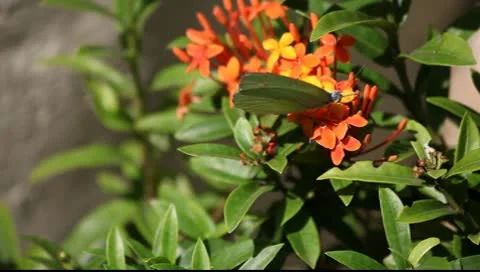 Butterfly on orange flower Video stock 10083649