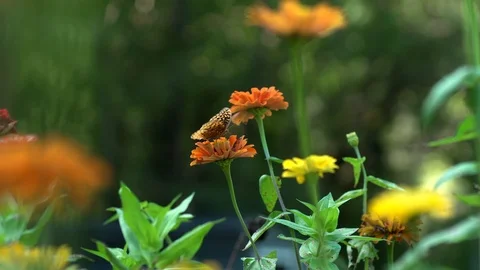 Butterfly on orange flower Medium Stock Footage 95489991