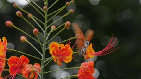 Butterfly on orange flowers Stock Footage 84901072