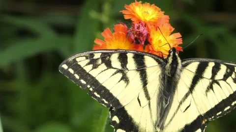 Butterfly on Orange Flowers. Stock Footage 307264036