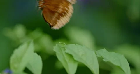 Butterfly-orange-fly-away-garden-02 Stock Footage
