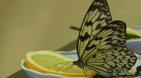Butterfly on the orange Stock Footage 20573067