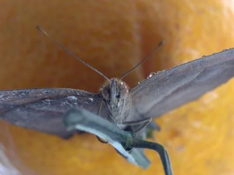 Butterfly on orange Stock Photos