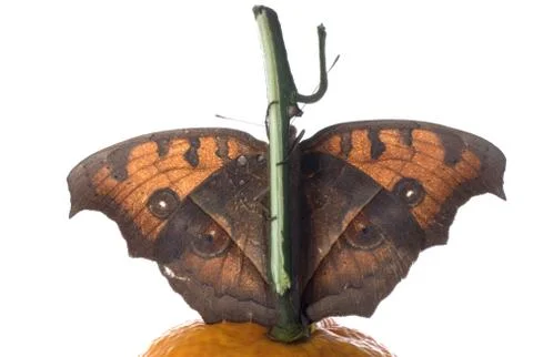 Butterfly on orange Stock-Fotos
