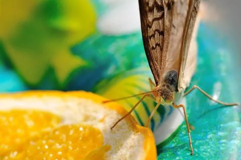 Butterfly with an orange Stock Photos