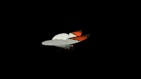 Butterfly Orange Tip - Flying Loop - Alpha Channel Stock Footage 94240439