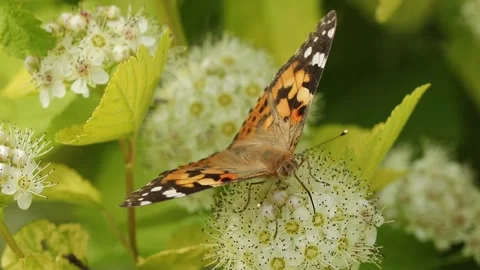 Butterfly orangeon 库存影片 136491886