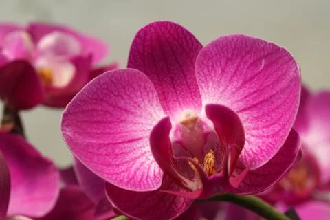 Butterfly Orchid. Feast, cymbidium Stock Photos
