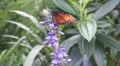 Butterfly in Orlando Vídeo HD