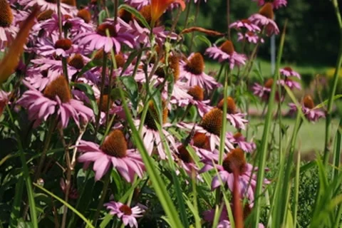 Butterfly over the field of echinacea Stock Footage 8760296