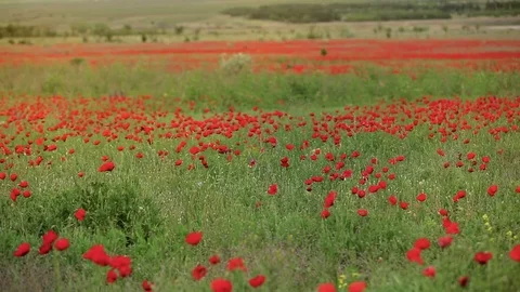 Butterfly over a field Stock Footage 72768240