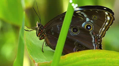 Butterfly OWL on leaf Caligo memnon Stock Footage 22664997