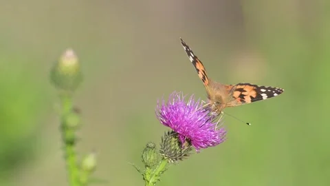 Butterfly Painted Lady Swaying by the Wind and Taking Off from Purple Thistle. Stock Footage 320642758