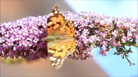 Butterfly Painted Lady, vanessa cardui Stock Footage