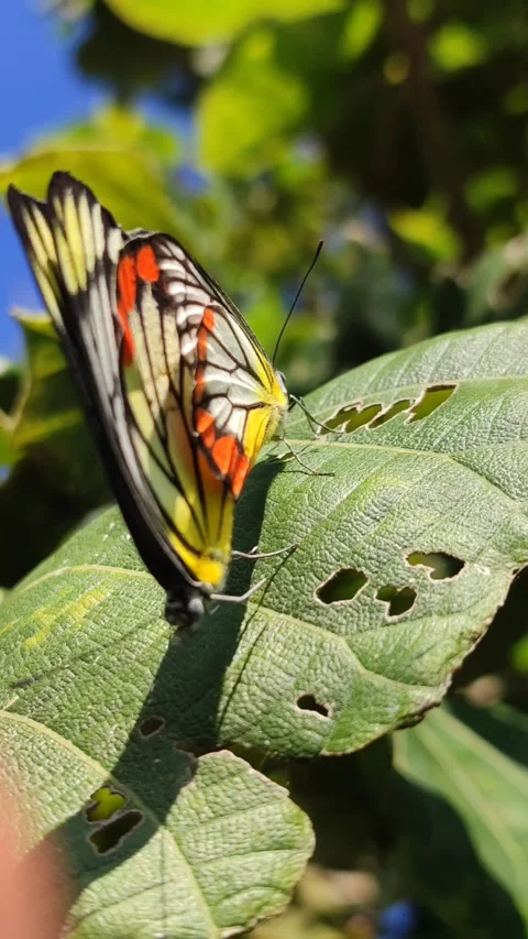 Butterfly Pair on Leaves Video stock 328062812