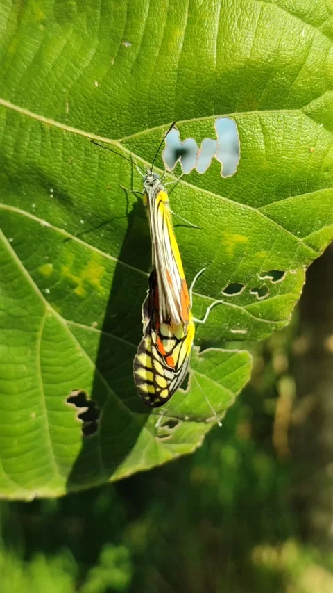 Butterfly Pair on Leaves Stock Footage 328062814
