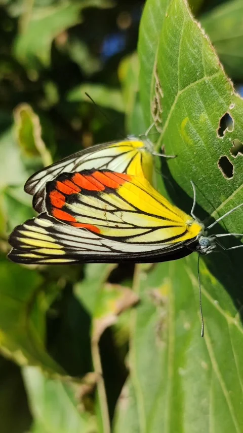 Butterfly Pair on Leaves Video stock 328062816