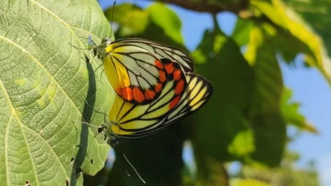 Butterfly Pair on Leaves Stock Footage 328062826