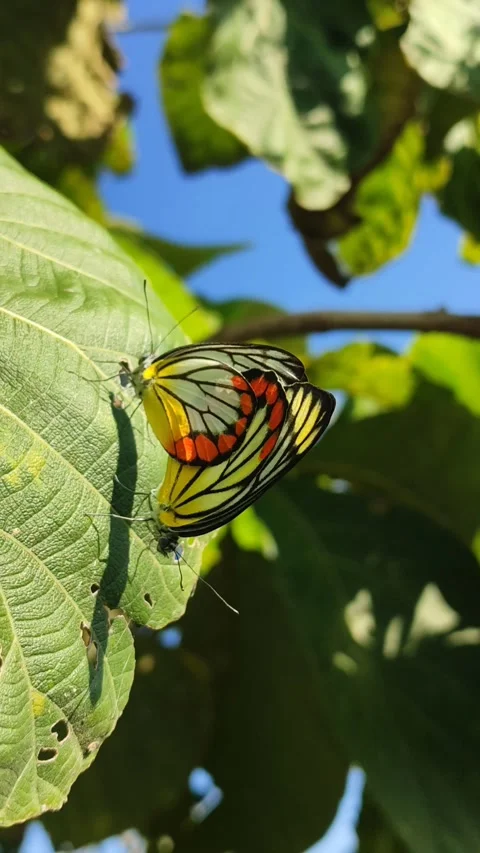 Butterfly Pair on Leaves Stock Footage 328062829