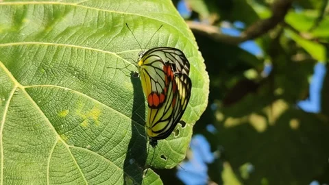 Butterfly Pair on Leaves Stock Footage 328062830