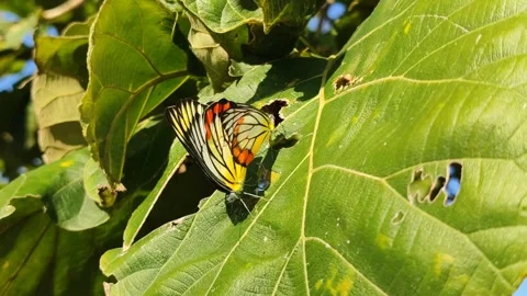 Butterfly Pair on Leaves Stock Footage 328062851