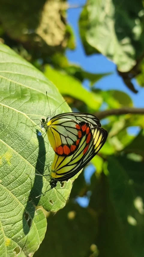 Butterfly Pair on Leaves Video stock 328062856