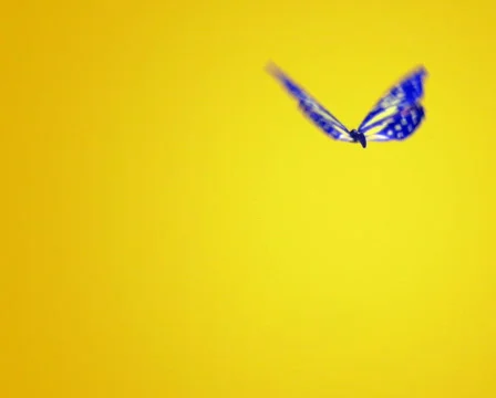 The butterfly PAL Stock Footage 562282