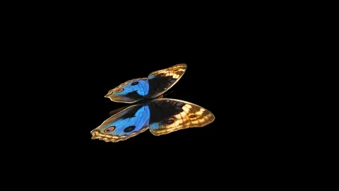 Butterfly Pansy - Flying Loop - Alpha Channel Stock Footage 94240512