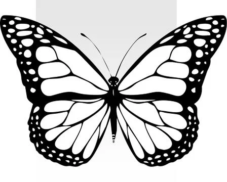 Butterfly on the paper Stock Illustration