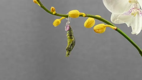 Butterfly Papilio Lowi malayanus hatching out of pupa to butterfly Timelapse 4K Stock-Footage 222926677