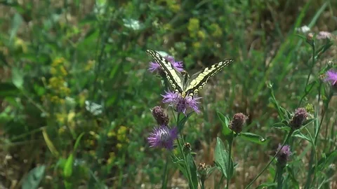 Butterfly Papilio machaon 2 Video stock 79451012