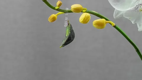 Butterfly Papilio Palinurus malayanus hatching out of pupa to butterfly Stock-Footage 222927147