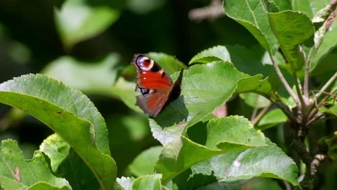 Butterfly in park insect with pattern on wings rest on leaf Stock Footage 165546405