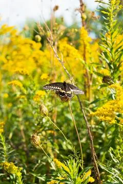Butterfly In A Patch Of Flowers Stock Photos