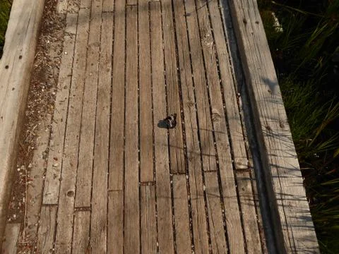 Butterfly on path Foto stock