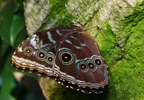 Butterfly pattern eye insect tropical wing blue Stock Photos